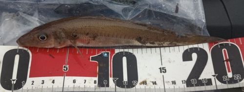 シロギスの釣果