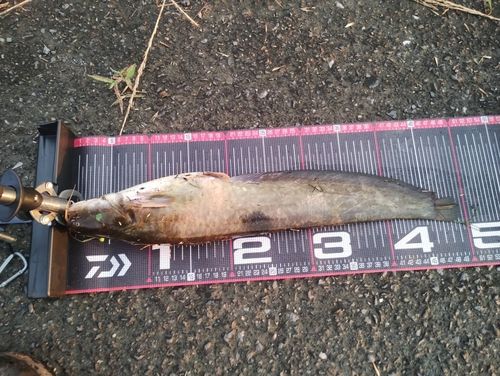 ニホンナマズの釣果