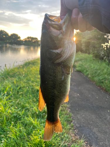 ブラックバスの釣果