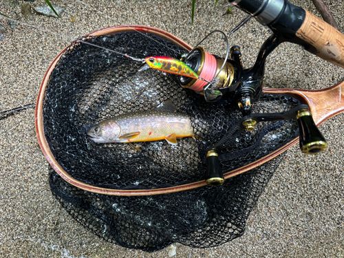イワナの釣果