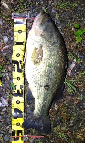 ブラックバスの釣果