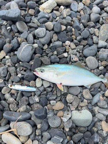 ワカシの釣果
