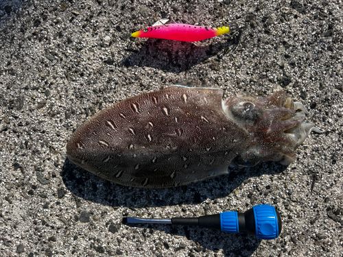 モンゴウイカの釣果