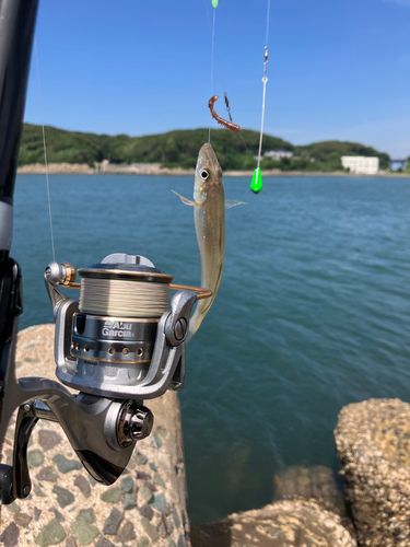 キスの釣果
