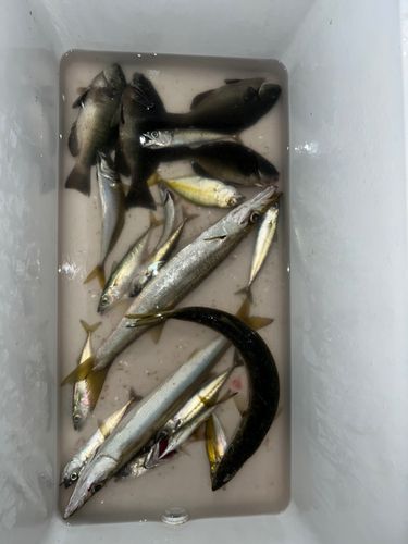 アカカマスの釣果