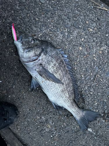 クロダイの釣果