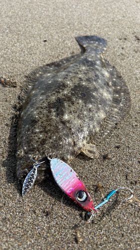 ヒラメの釣果