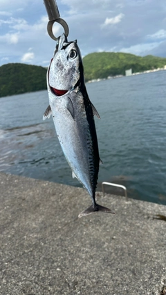 ヒラソウダの釣果