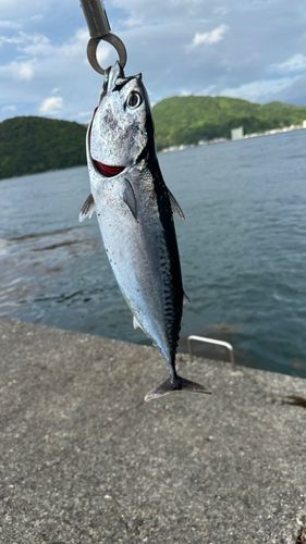 ヒラソウダの釣果