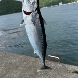 ヒラソウダ