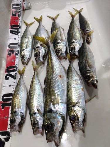 アジの釣果