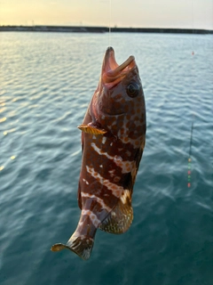 アコウの釣果