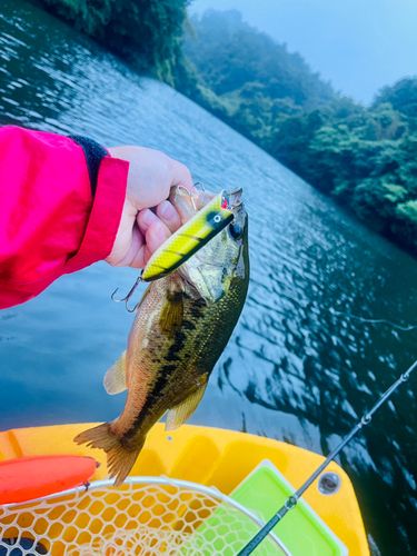 ラージマウスバスの釣果