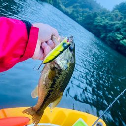 ラージマウスバス