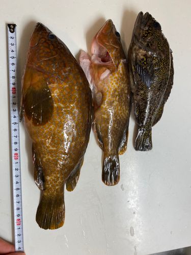 釣果