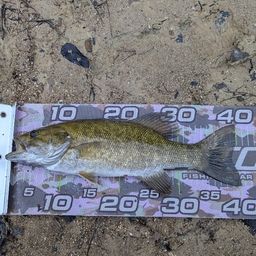 スモールマウスバス