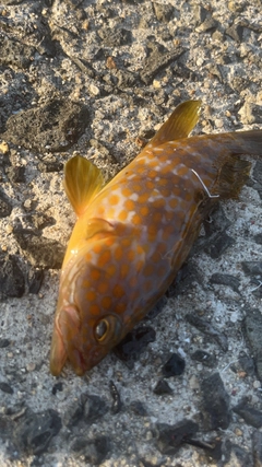 エソの釣果