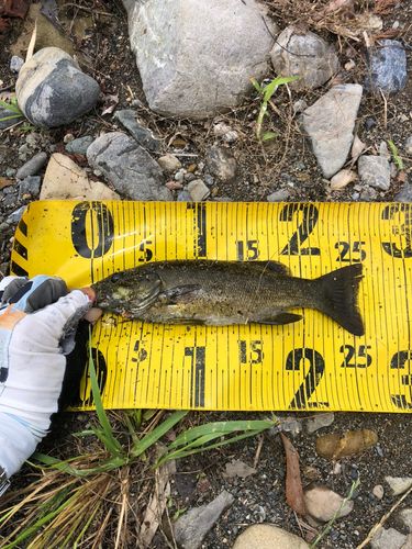 スモールマウスバスの釣果