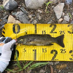 スモールマウスバス