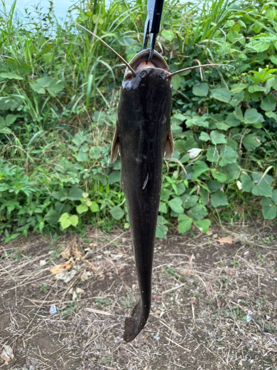 ナマズ