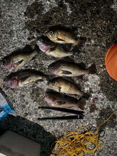 メバルの釣果