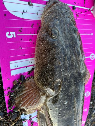 マゴチの釣果