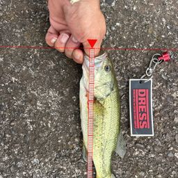 ラージマウスバス