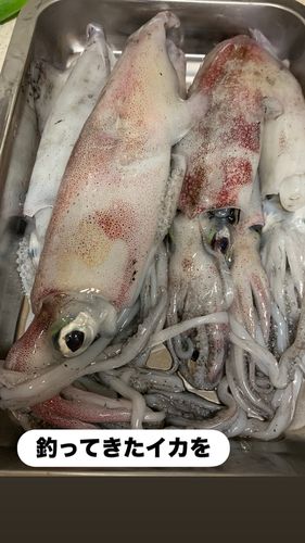 ケンサキイカの釣果