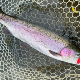 レインボートラウト