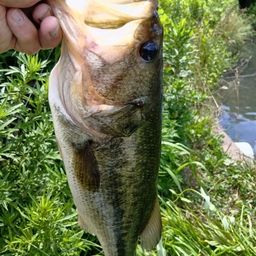 ラージマウスバス