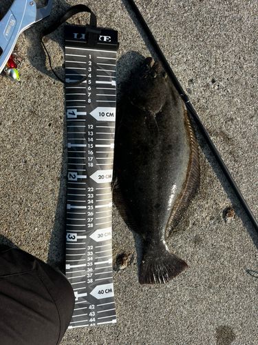 ヒラメの釣果