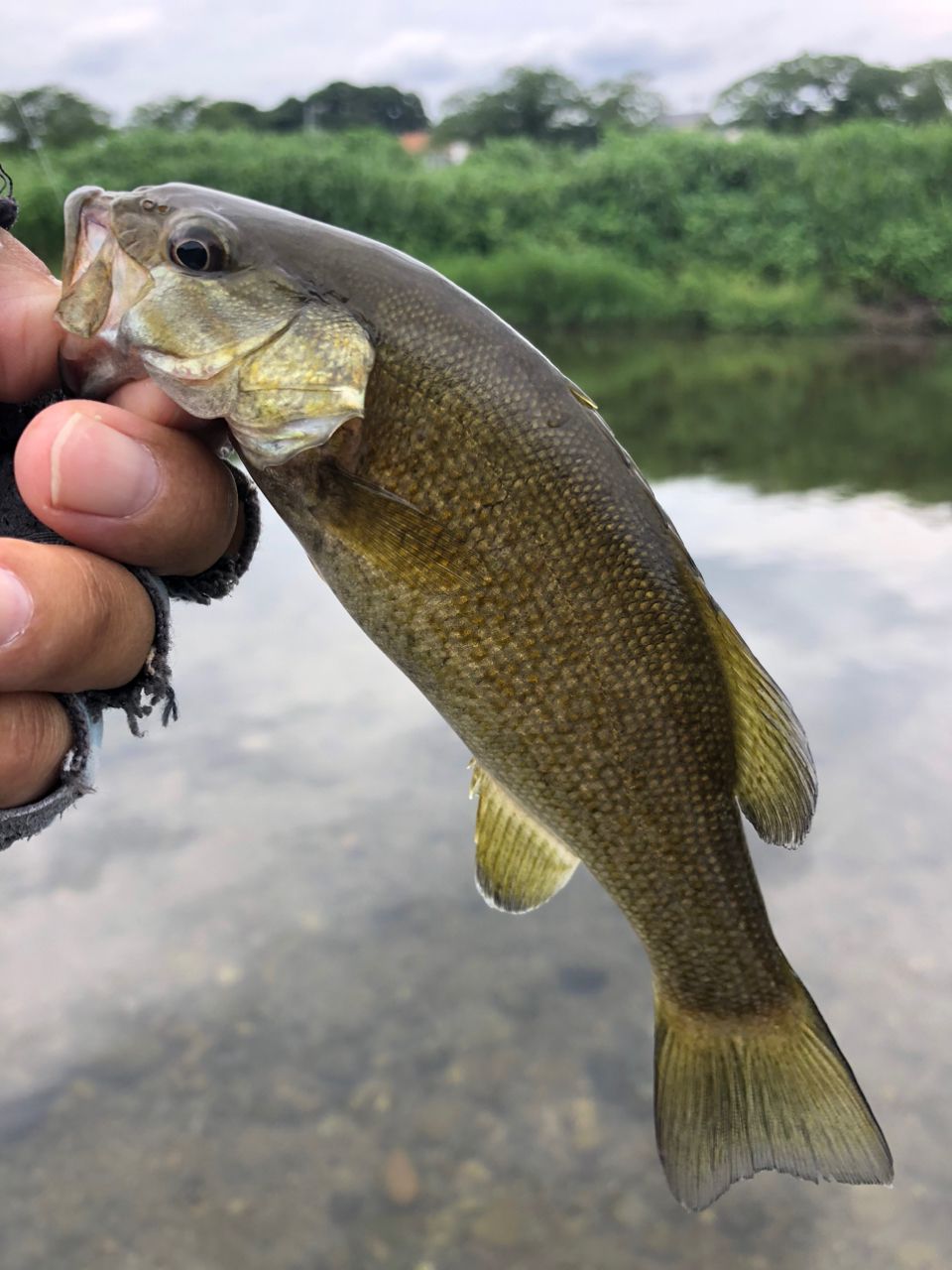 スモールマウスバス