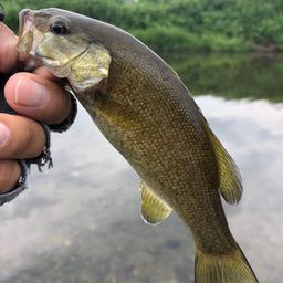 スモールマウスバス