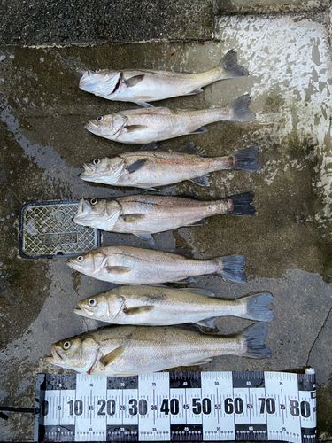 シーバスの釣果