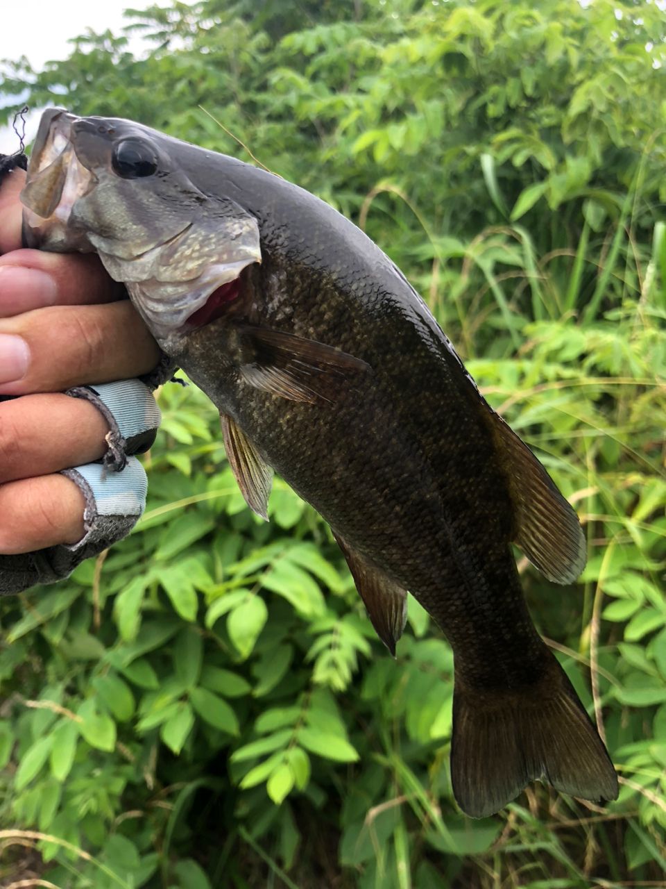 スモールマウスバス