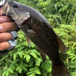 スモールマウスバス