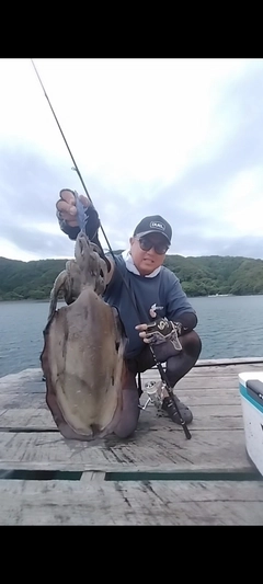 コウイカの釣果