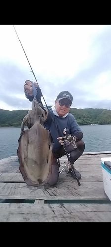 コウイカの釣果
