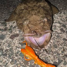 マゴチ