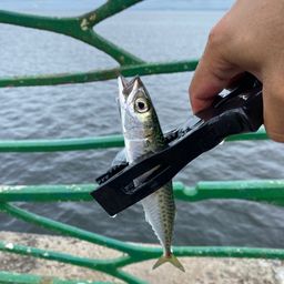 サバ
