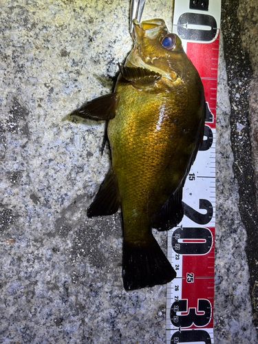 キンメバルの釣果