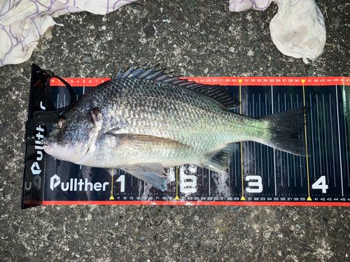 チヌの釣果