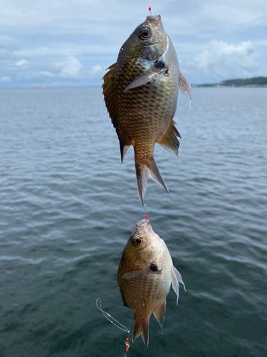 スズメダイの釣果
