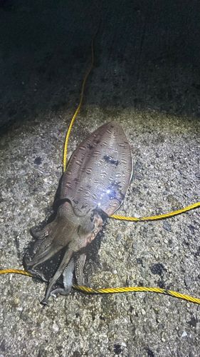 モンゴウイカの釣果