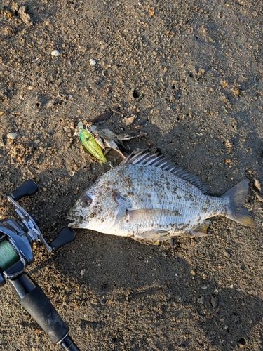 キビレの釣果
