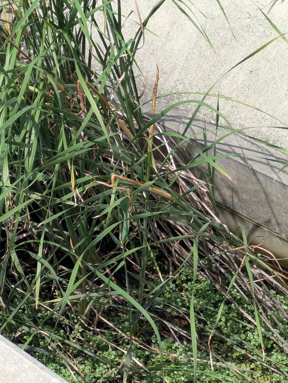 キビレ