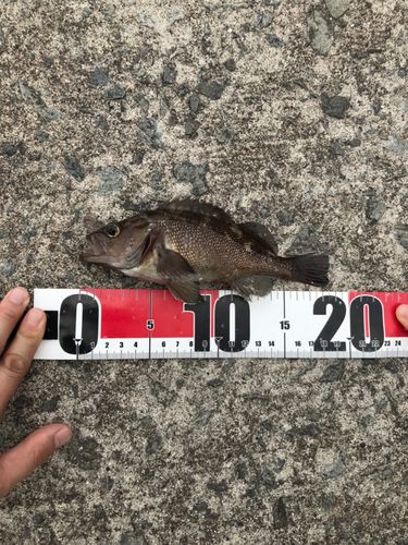 釣果