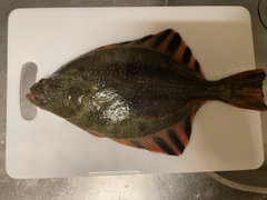 ヌマガレイの釣果