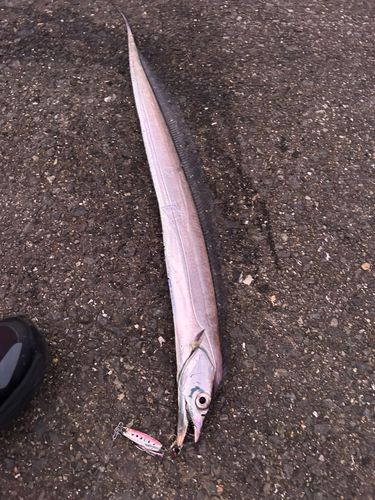 タチウオの釣果