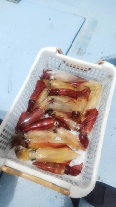 マルイカの釣果